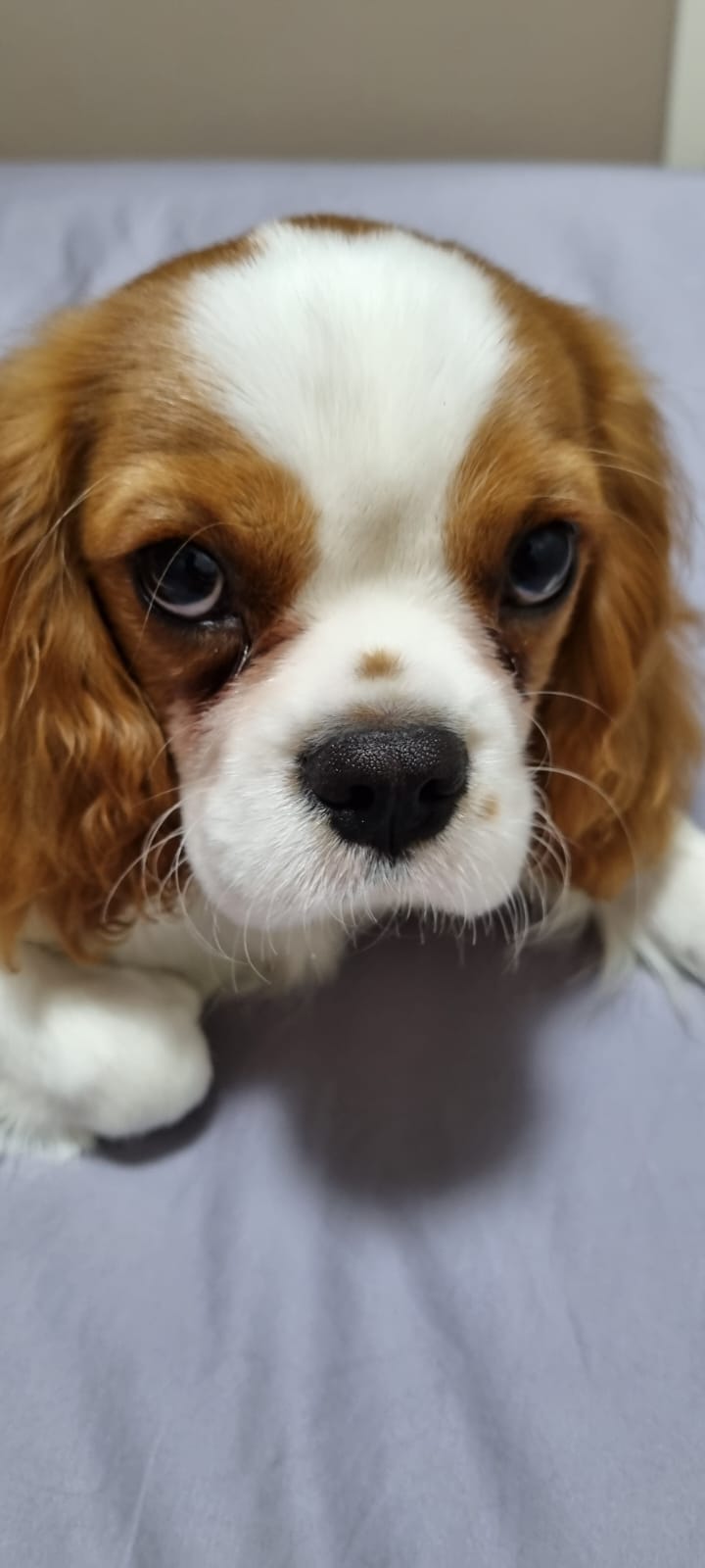 Scamp, o cavalier da PANEGIORNO